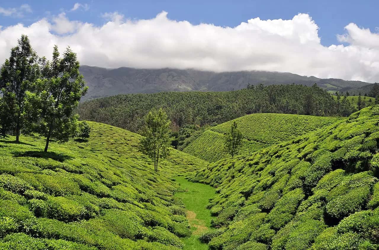 Rolling green tea plantations in Munnar, Kerala